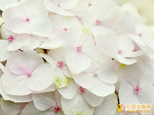 Ӣר˭